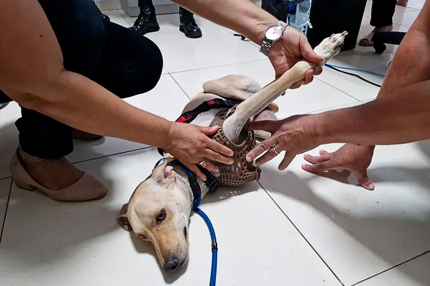 Prótese Cachorro