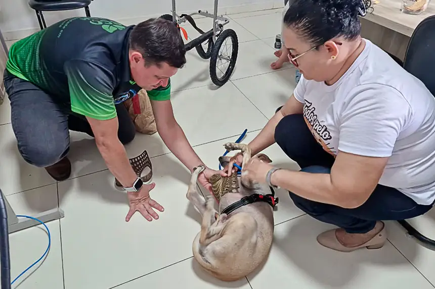 Prótese Cachorro
