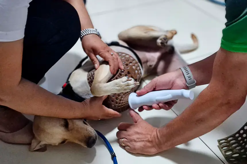 Prótese Cachorro