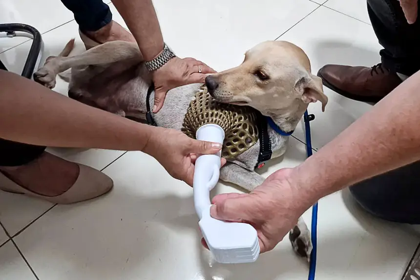 Prótese Cachorro