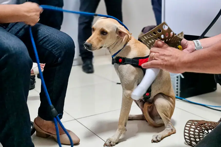 Prótese Cachorro