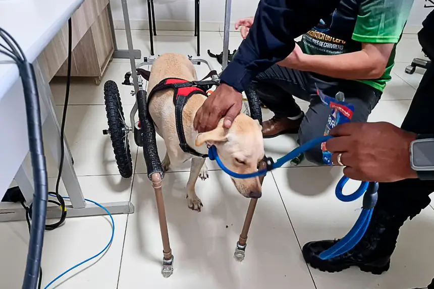 Prótese Cachorro