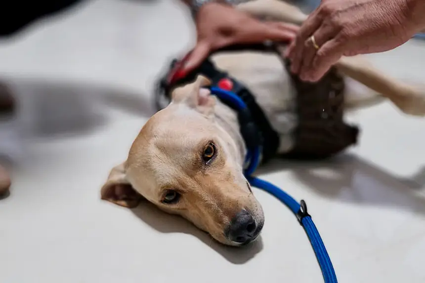 Prótese Cachorro