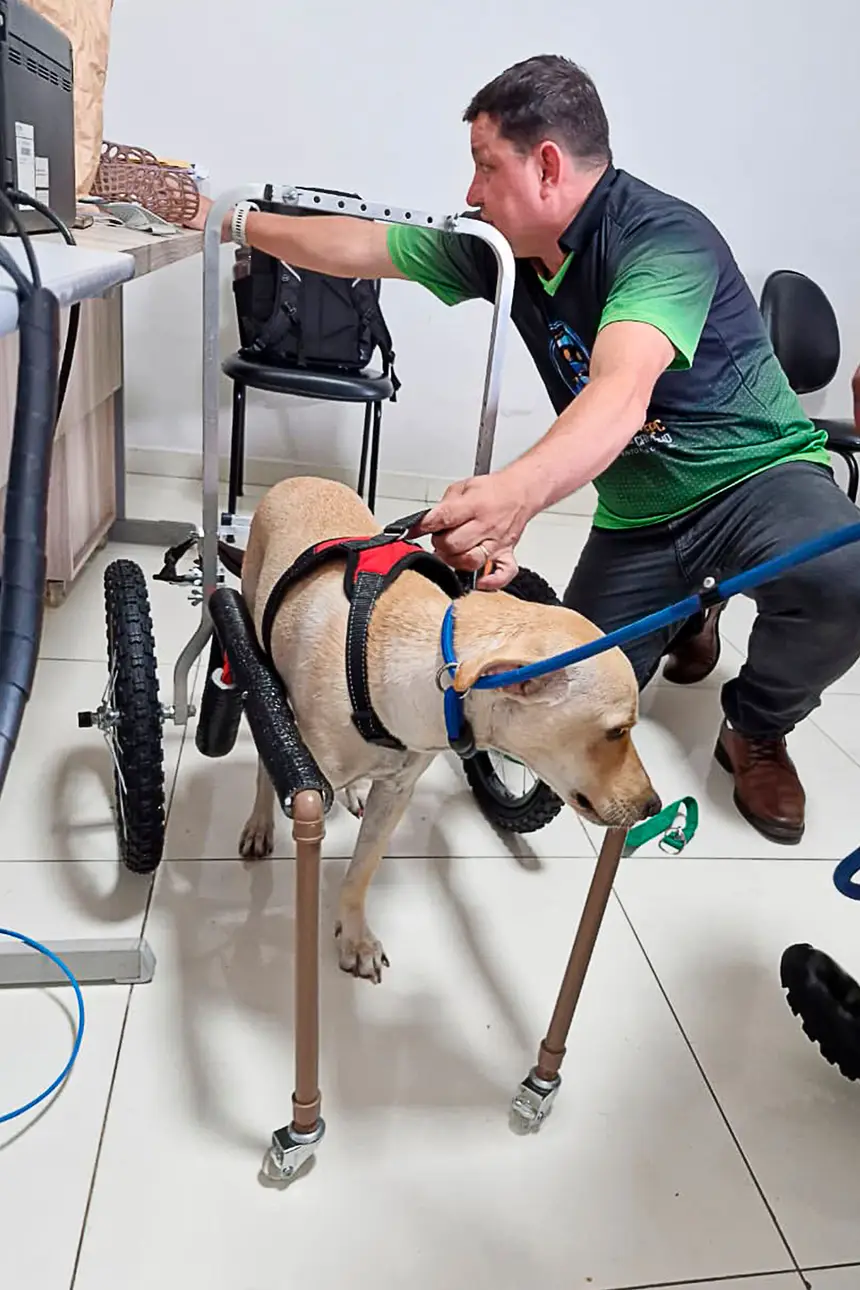Prótese Cachorro