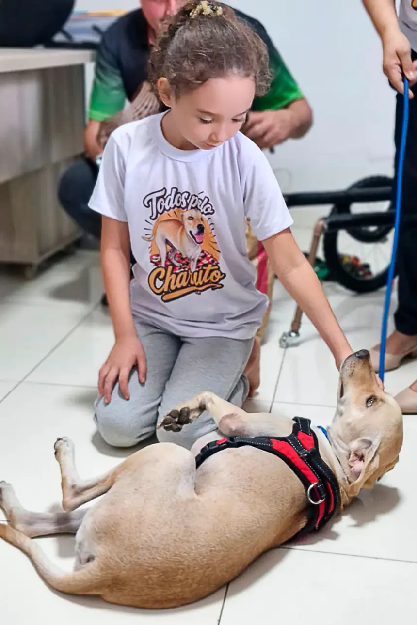 Prótese Cachorro