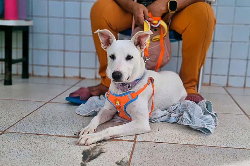 AÇÃO CASTRAMÓVEL EMEF JOSÉ LEÔNCIO