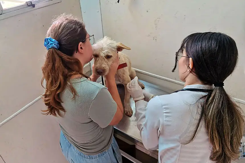 AÇÃO CASTRAMÓVEL EMEF JOSÉ LEÔNCIO