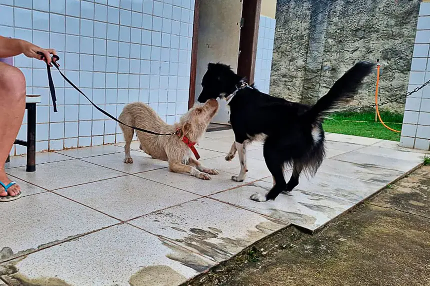 AÇÃO CASTRAMÓVEL EMEF JOSÉ LEÔNCIO