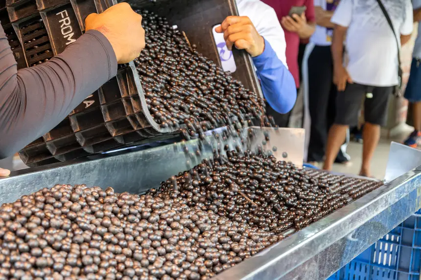 CAPACITAÇÃO PARA BETEDORES DE AÇAÍ CERTIFICAÇÃO