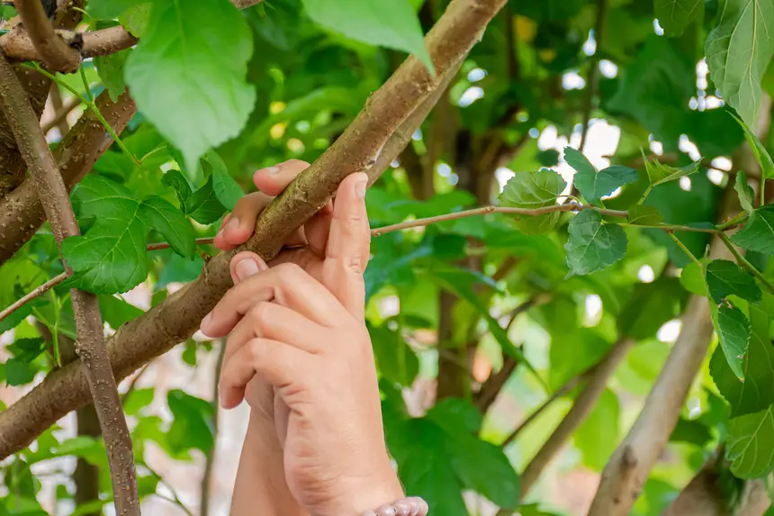 CURSO DE PRODUÇÃO DE MUDAS
