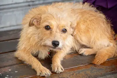 Galeria: AÇÃO CASTRA MÓVEL - GINÁSIO NAGIBÃO