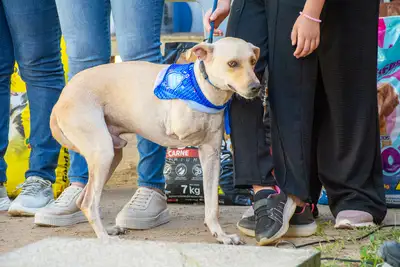 Galeria: 2ª CÃOMINHADA - MURININ