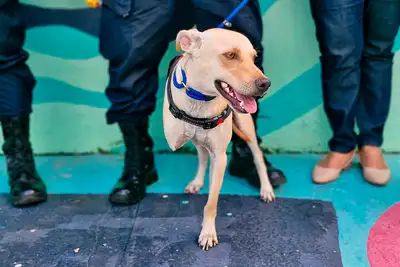 Galeria: Prótese Cachorro