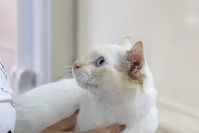 Galeria: AÇÃO CASTRA MÓVEL (GATOS) BAIRRO ITAQUARA - MURININ