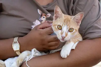 Galeria: AÇÃO CASTRA MÓVEL (GATOS) MADRE TEREZA